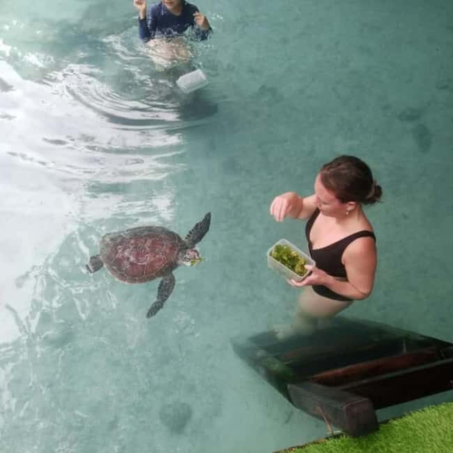 SALAAM CAVE: Swim with turtles & Dine at The Rock Restaurant - A Closer Look at the Salaam Cave Experience