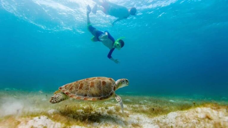 Salalah: Discover Mirbat's Snorkeling Paradise Guided Tour - Detailed Itinerary and Highlights