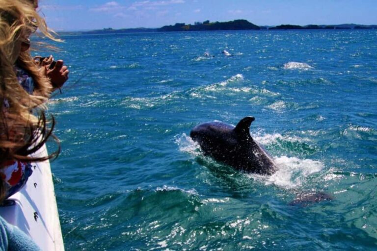Salalah: Dolphin Watching Boat Tour - The Itinerary in Detail
