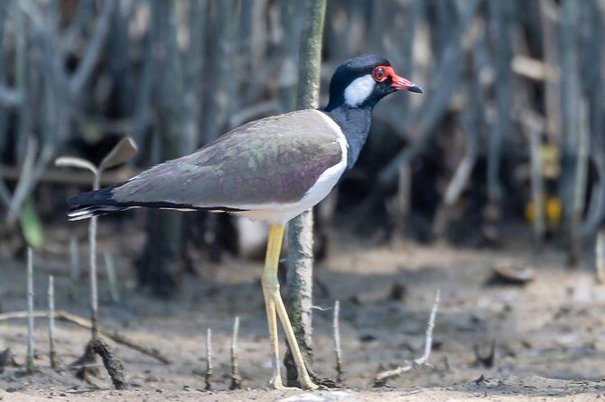 Sam Roi Yod National Park & Praya Nakhon Cave Join Group Tour - An In-Depth Look at the Tour Itinerary and What to Expect