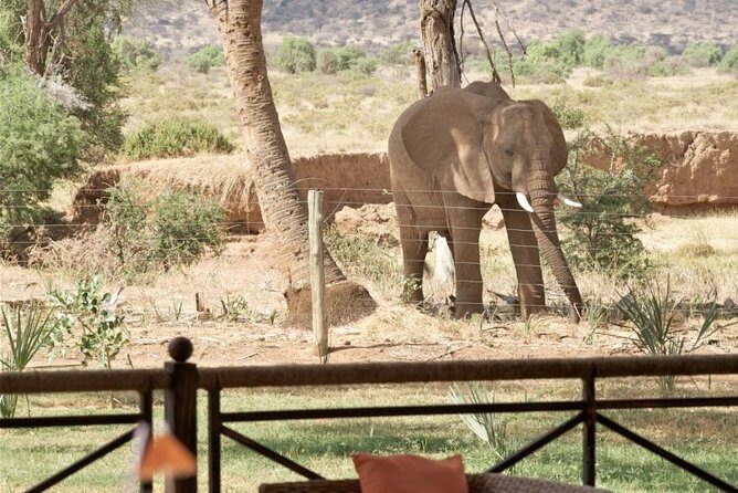 Samburu/ Aberdare/ Lake Nakuru/ Masai Mara 7 Days Safari - The Sum Up