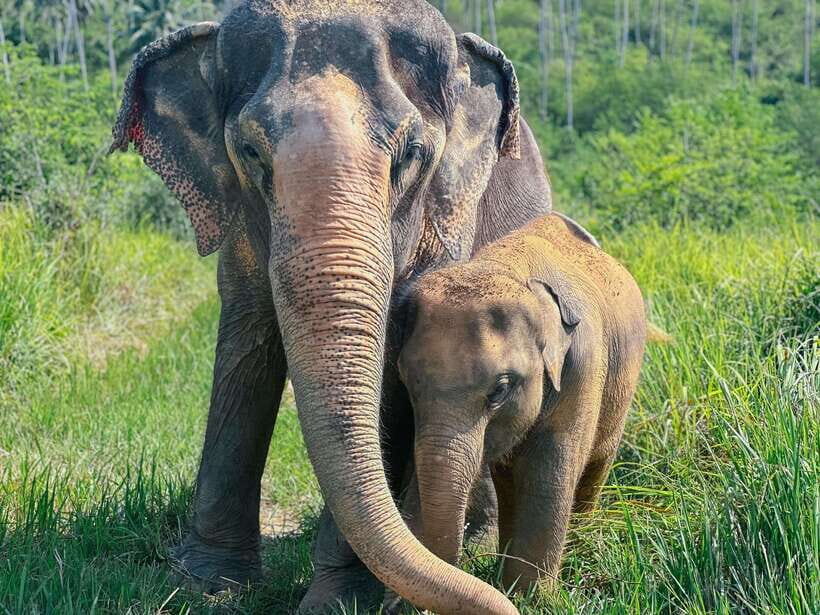 Samui: Elephant Home Sanctuary and the first elephant museum - Why This Tour Is a Great Choice