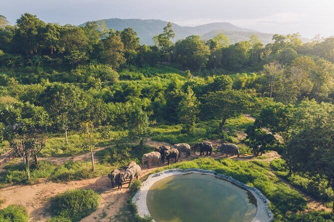 Samui Elephant Kingdom Ethical Sanctuary and Skywalk Tour - Who Should Consider This Tour?