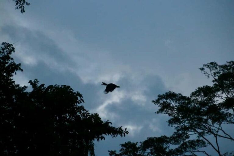 Sandakan: Gomantong Cave Echoes & Kinabatangan River Safari - The Practicalities