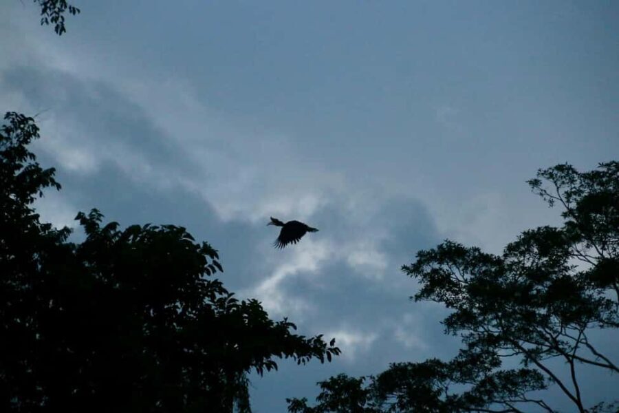 Sandakan: Gomantong Cave Echoes & Kinabatangan River Safari - The Practicalities
