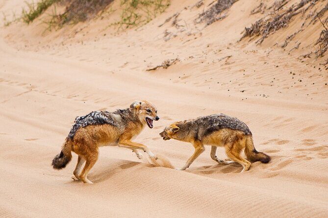 Sandwich Harbour 4x4 Guided Tour - Unforgettable Adventure - The Experience in Detail