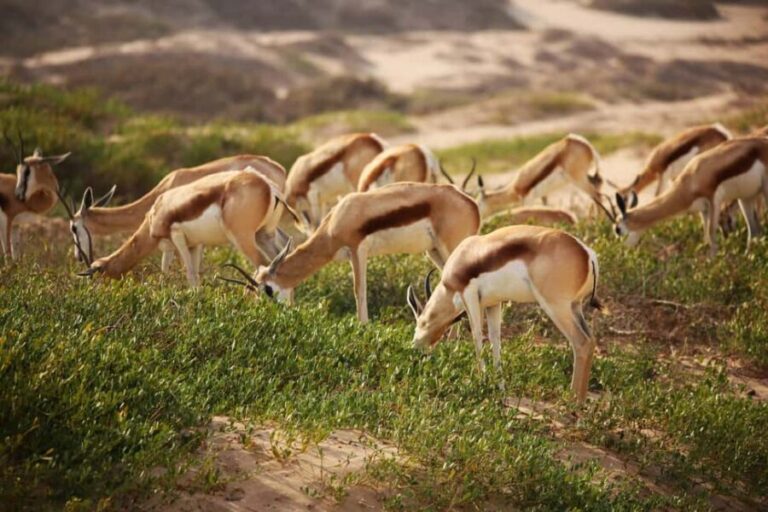 Sandwich Harbour: Namibias Ultimate Desert Meets Ocean Tour - Who Should Consider This Tour?