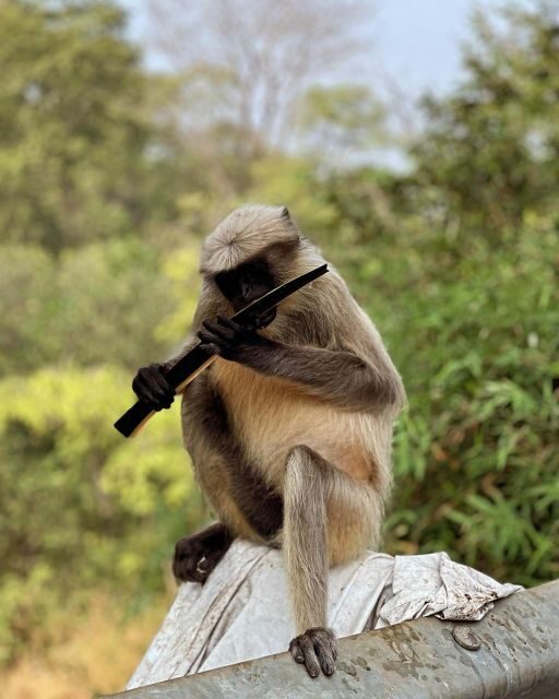 Sanjay Gandhi National Park + Kenheri Caves + Lion Safari - Exploring the Park and Caves in Detail