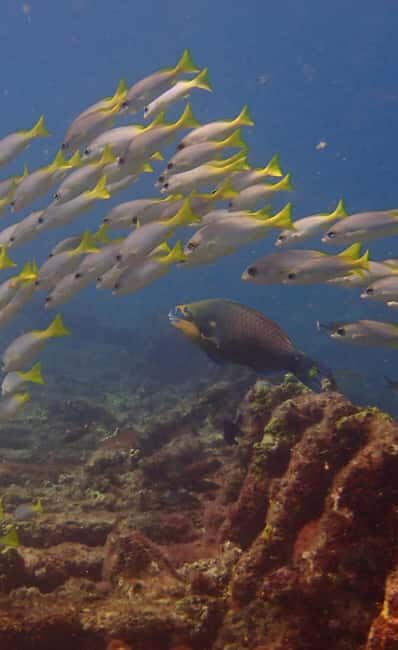 Santa Maria: Guided Snorkeling Shipwreck and Reef Tour - The Itinerary: What to Expect