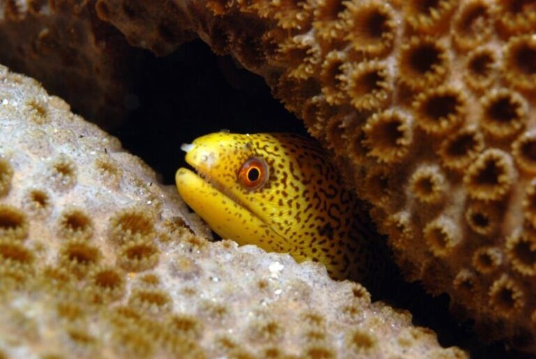 Santa Maria: Review Diving Course with 2 Guided Dives - Deep Dive into the Itinerary