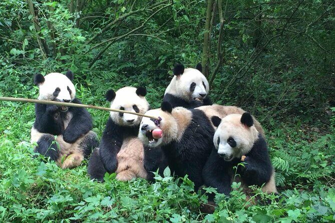 Sanxingdui Museum+Chengdu Panda Base or Jinsha Site Tour - The Sum Up: Who Will Love This Tour?