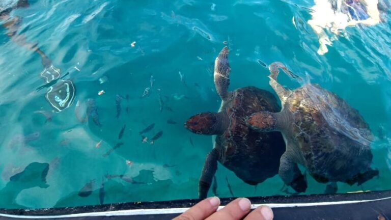 São Pedro experience (hiking & snorkel with turtles) - Authentic Experience and Real Feedback