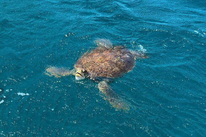 São Vicente: Private Snorkel Experience with Sea Turtle - Why It Stands Out: The Highlights