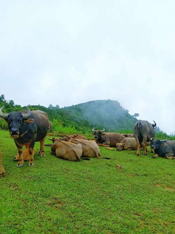 SAPA: 2 DAYS Walking & 1 night at Homestay with LOCAL GUIDE - Detailed Itinerary Breakdown