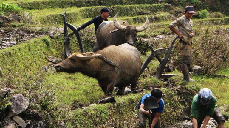 Sapa Trekking Bargains With Local Guide - The Itinerary in Detail