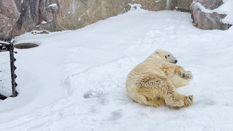 Sapporo Winter : Asahiyama Zoo (Penguin Fun & Snowmobile) - Exploring the Full Itinerary