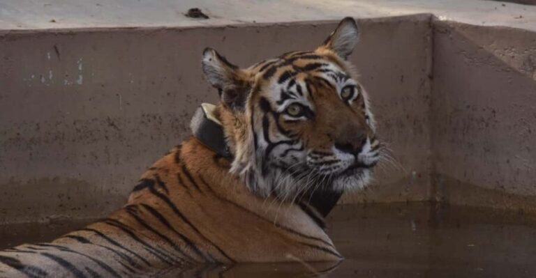 Sariska : Private Guided Tiger Safari in Gypsy - Exploring Sariska Tiger Reserve: What to Expect