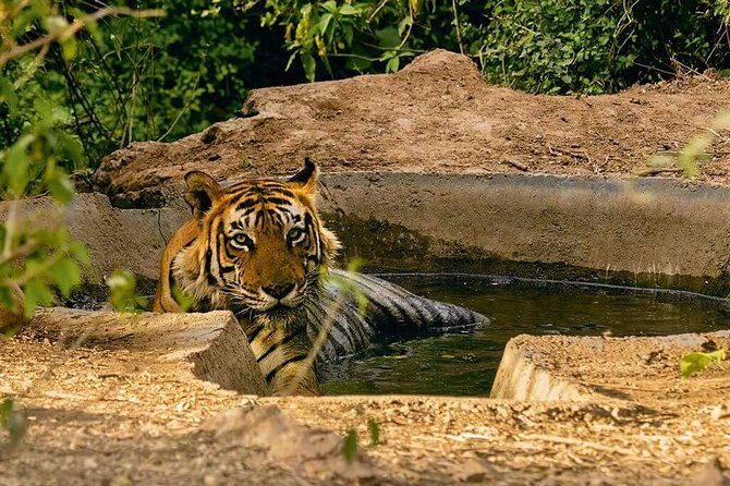 Sariska Tiger Reserve Assistance for Gypsy Private Safari Tickets - Who Should Consider This Safari?