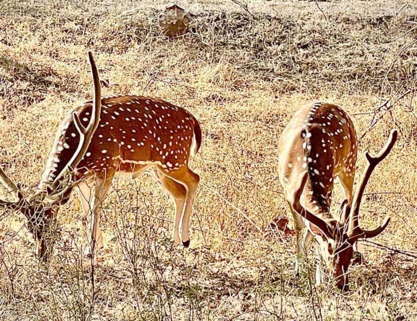 Sasan Gir: Devalia Park Safari with Skip-the-Line Access - Who Will Love This Tour?