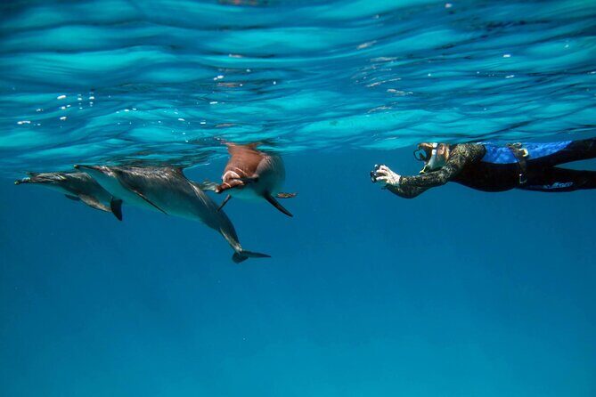 Sataya Dolphin House Boat Trip in Marsa Alam - What to Expect and Practical Tips
