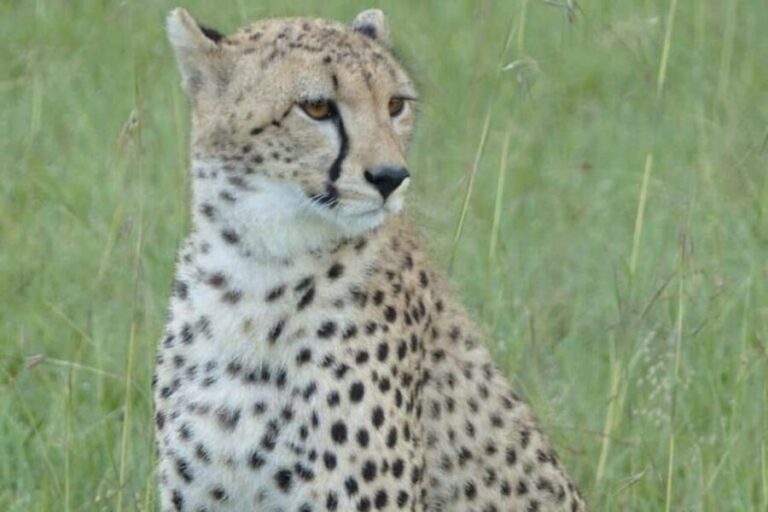 Savannah Explorer Big Five - The Serengeti: Heart of the Migration and Big Cats