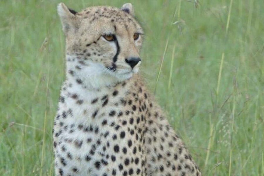 Savannah Explorer Big Five - The Serengeti: Heart of the Migration and Big Cats