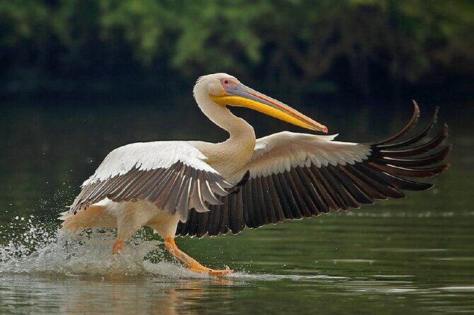 Sawai Madhopur: Private Chambal Crocodile Safari All-Inclusive - What You Can Expect During the Tour