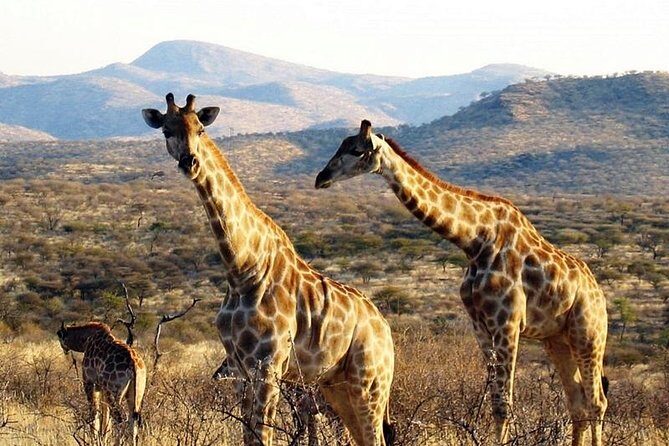 Scenic Game Drive Activity - Why This Tour Works