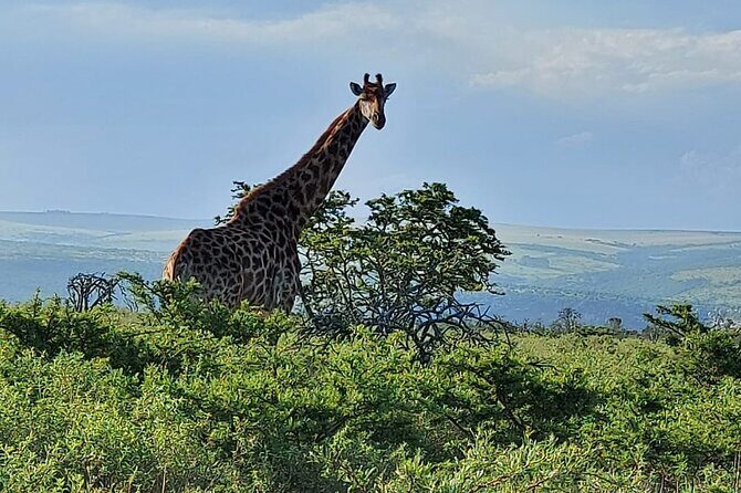 Schotia Big 5 Safari Port Elizabeth (optional accommodation) - Why This Safari Is Worth It