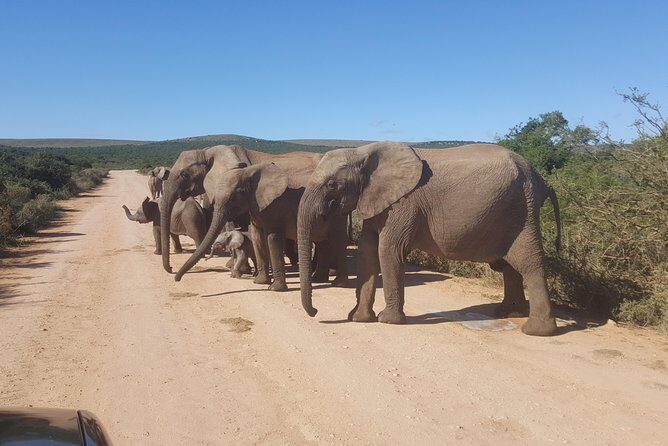 Schotia open vehicle safari game drive maximum 10 pax - The Experience: What It Feels Like to Be on the Safari