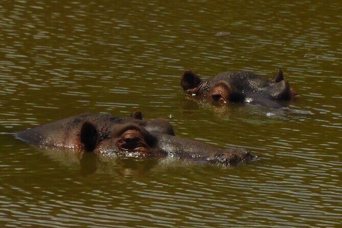 Schotia Private Game African Safari Guided Tour - The Value of a Guided Tour