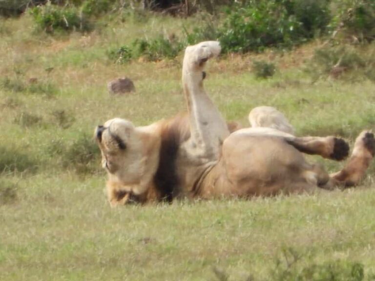 Schotia Private Game Reserve. - FAQ