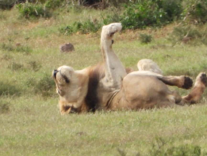 Schotia Private Game Reserve. - FAQ