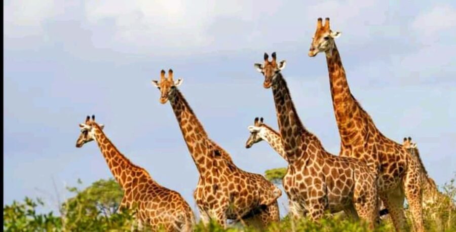 Schotia Safaris: Best Wildlife Encounters in Port Elizabeth