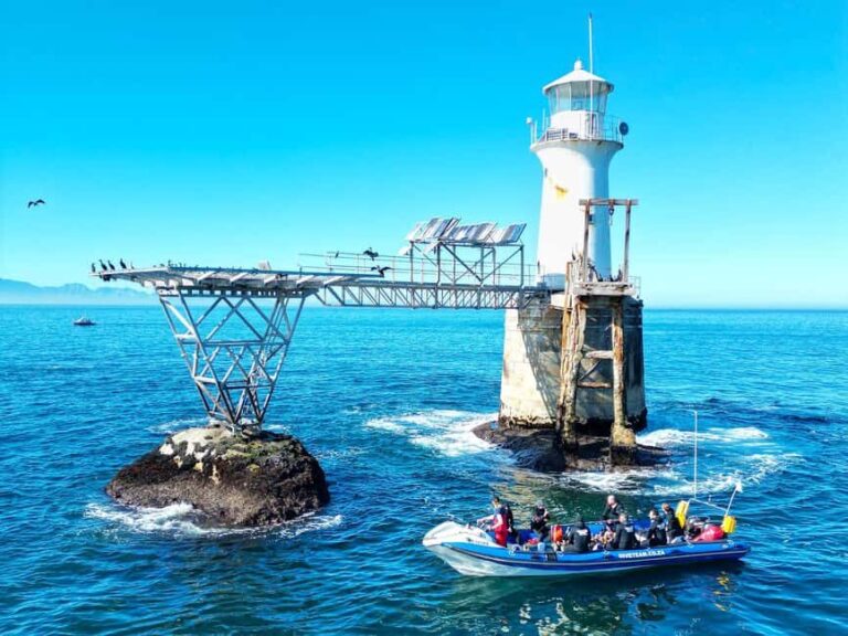 Scuba Dive in Cape Town: 2 Dives for certified divers - Final Thoughts