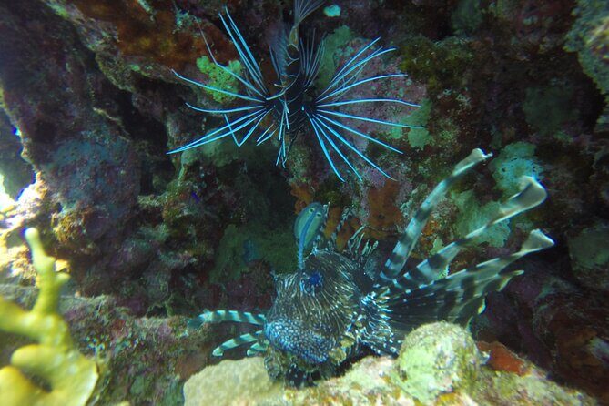 Scuba Diving 2 Dives from the Boat - Practical Details You Need to Know