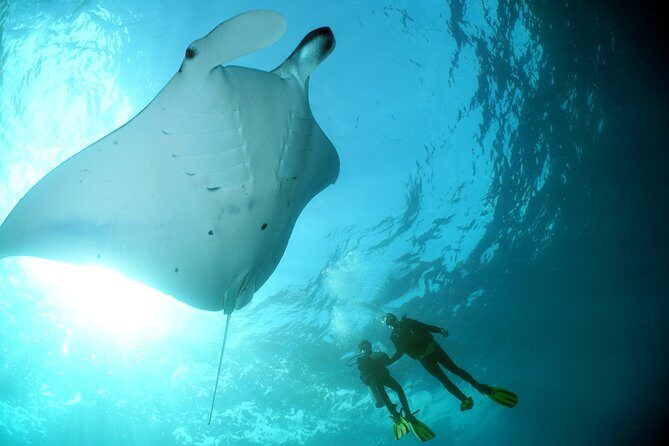 Scuba Diving 3 dives including Manta Rays at Nusa Penida - The Value and Pricing