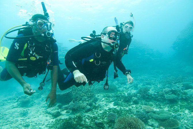 Scuba Diving For Beginners - The Value of This Experience