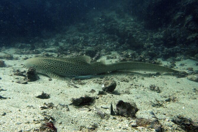Scuba Diving from Koh Yao Yai - An Up-Close Look at the Tour
