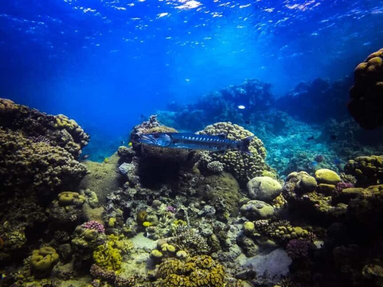 Scuba Diving in Aqaba and scuba Diving courses - Detailed Breakdown of the Itinerary