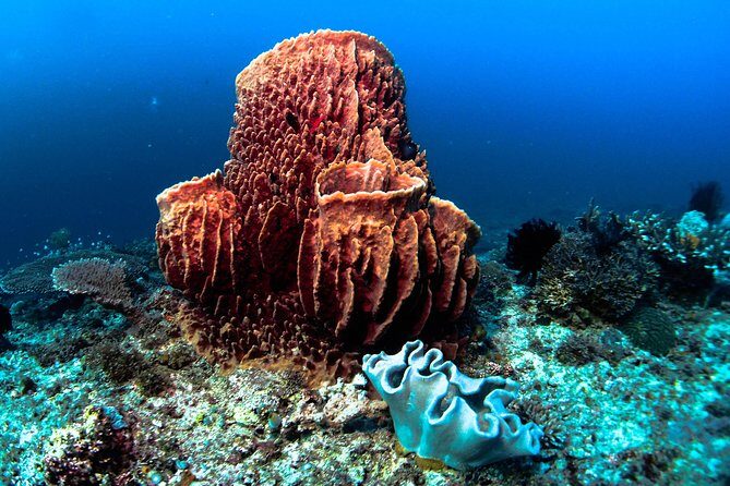 Scuba Diving in Boracay: SSI Basic Diver for Beginners - The Dive Experience: What Makes It Stand Out