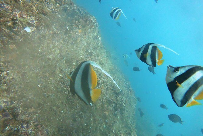 Scuba Diving in Mirissa - The Value and Practical Considerations