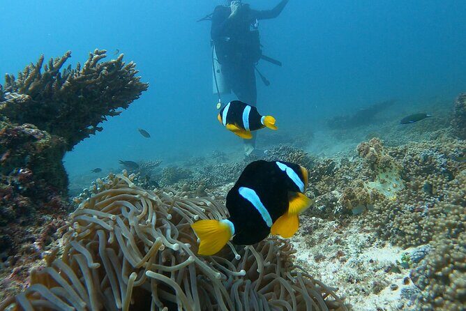 Scuba Diving in muscat - Why This Tour Offers Great Value