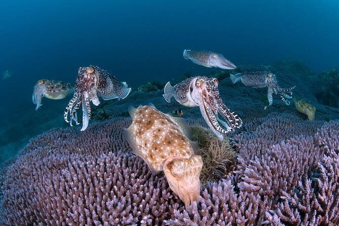 Scuba Diving in Yakushima island (for certified divers only) - How the Itinerary Unfolds