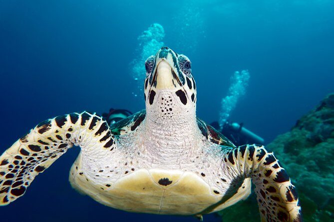Scuba Diving Padangbai Shark Point 2 dives for certified divers - Final Thoughts