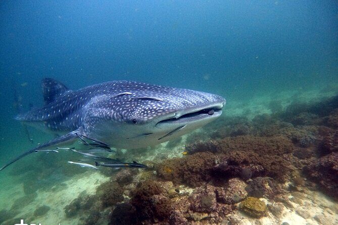 Scuba Diving Trips to Dimaniyat Islands - What You’ll Experience