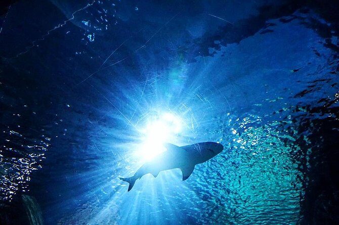 Sea Life Bangkok Ocean World Tickets - Detailed Breakdown of the Itinerary