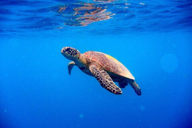Sea Trip by Boat to Marsa Mubarak Snorkeling in Marsa Alam - Frequently Asked Questions (FAQs)