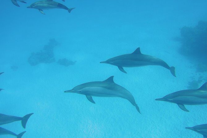 Sea Trip to Dolphin House & Snorkeling With Lunch - Marsa Alam - Authentic Experiences and What Travelers Say