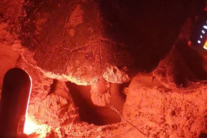 Sea Turtle Nesting Observation on Sal Island - Breaking Down the Itinerary